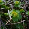 Chrysosplenium alternifolium -- Milzkraut